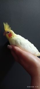 Корела пташеня Марк