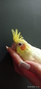 Корела пташеня Марк