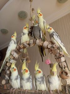 Корреллы- малыши