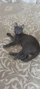 Британець-метис, корат-метис
