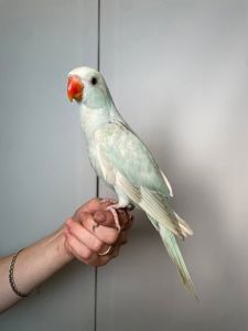 Ожереловый попугай, ручной попугай Крамера, говорящие попугаи, попугай для дома
