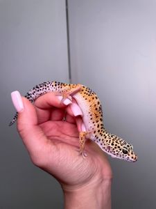 Ручний плямистий еублефар, леопардовий гекон, ящірка для початківців, еу, эублефар