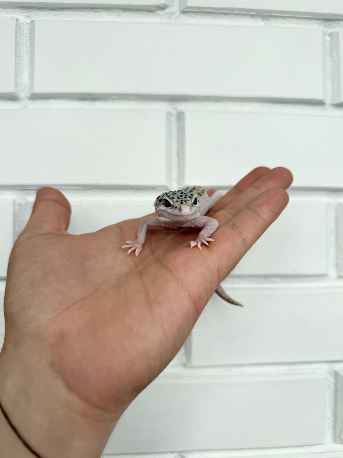 Еублефар