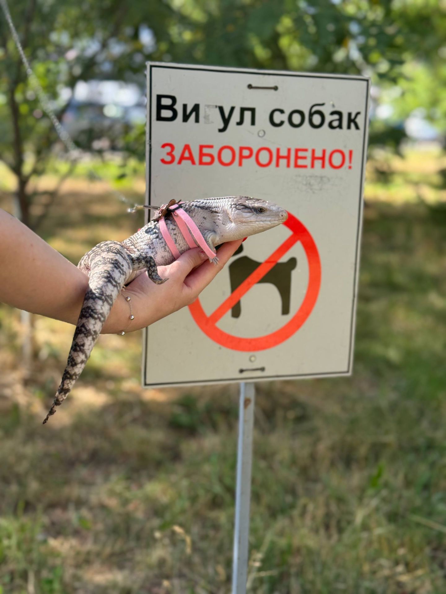 Синьоязикий сцинк, ящірка з синім язиком, синеязыкий сцинк, ручна ящірка, Tiliqua scincoides