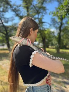 Синьоязикий сцинк, ящірка з синім язиком, синеязыкий сцинк, ручна ящірка, Tiliqua scincoides