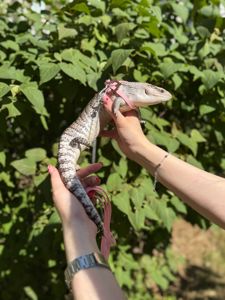 Синьоязикий сцинк, ящірка з синім язиком, синеязыкий сцинк, ручна ящірка, Tiliqua scincoides