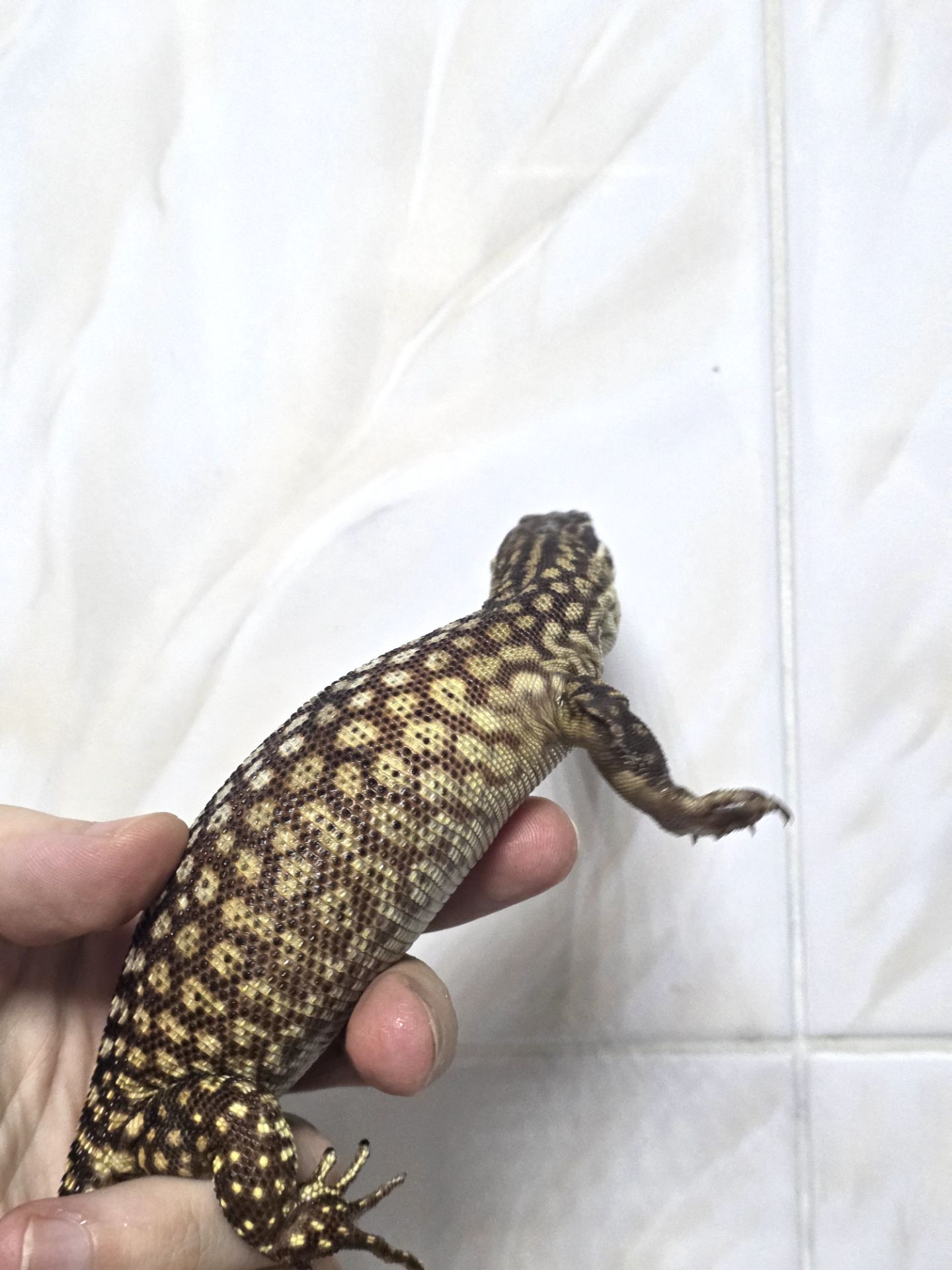 Кольцехвостый варан Varanus acanthurus
