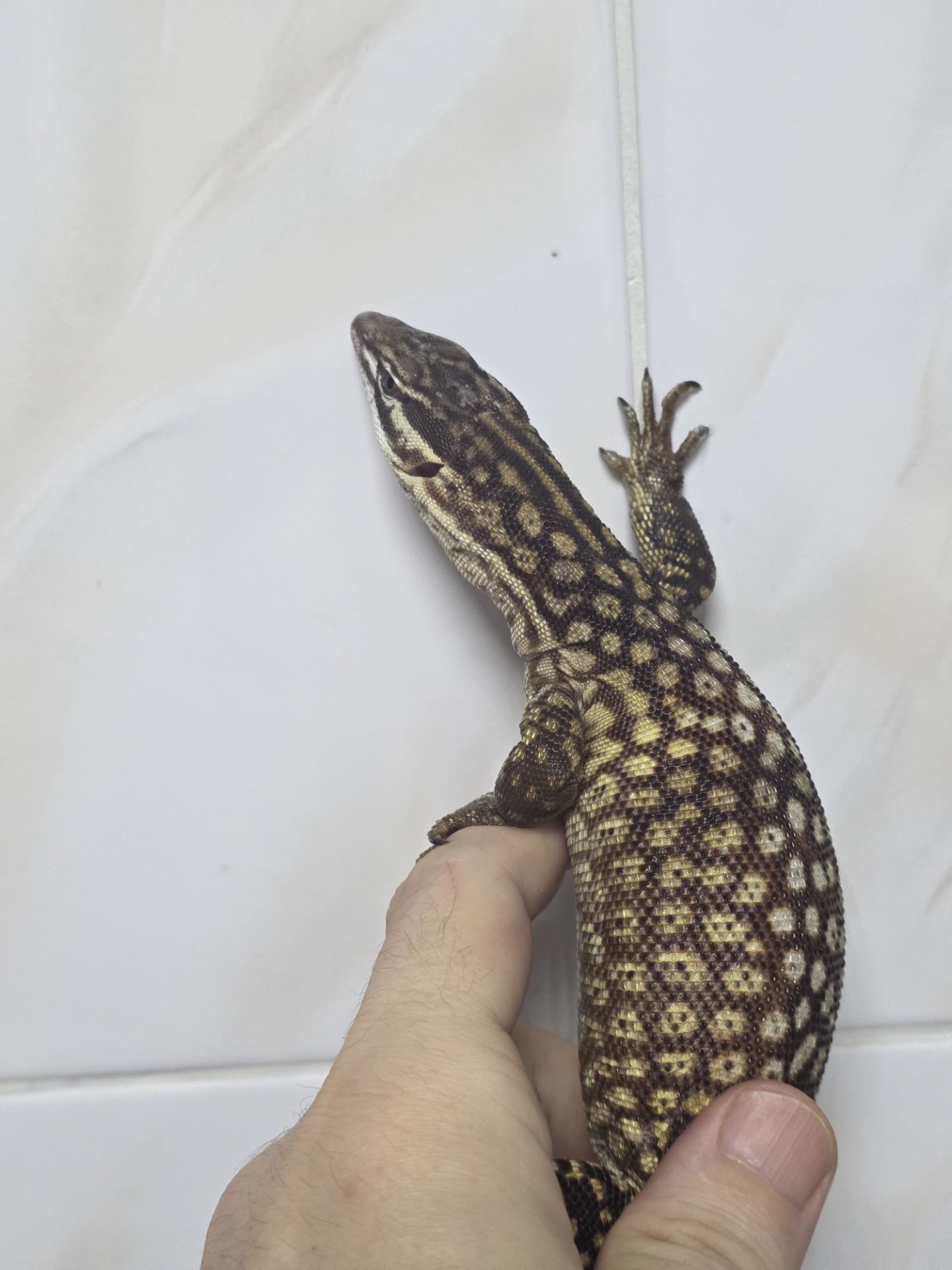 Кольцехвостый варан Varanus acanthurus