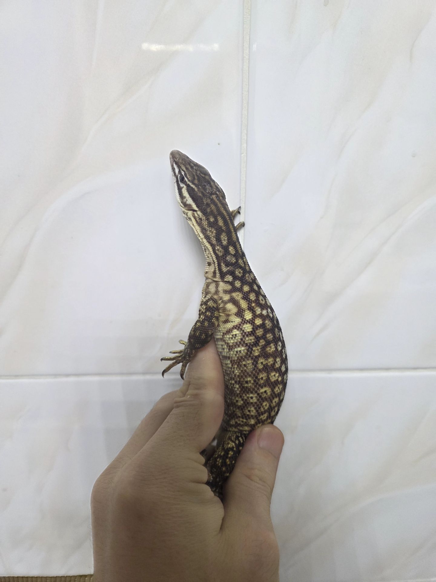 Кольцехвостый варан Varanus acanthurus