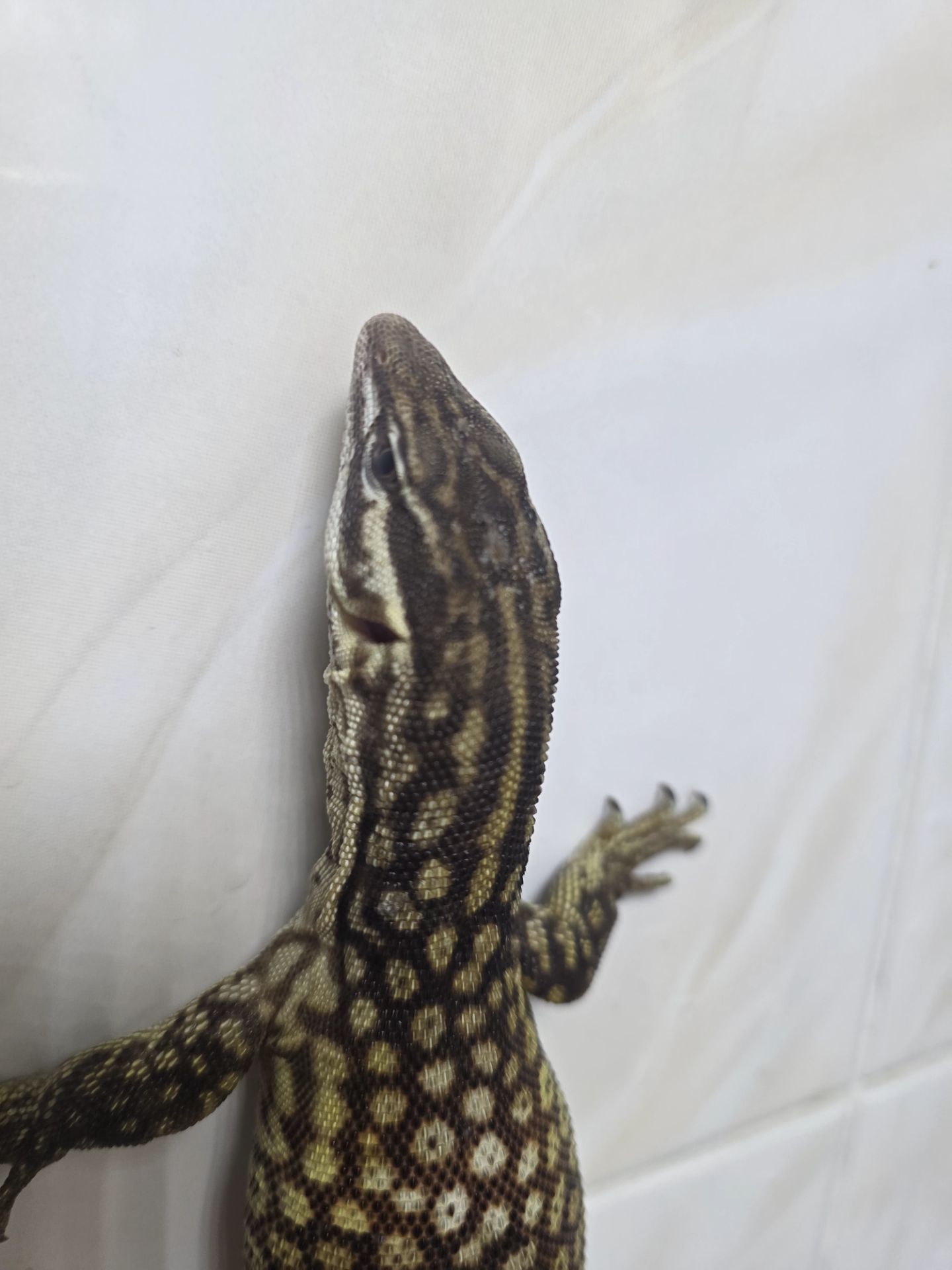 Кольцехвостый варан Varanus acanthurus