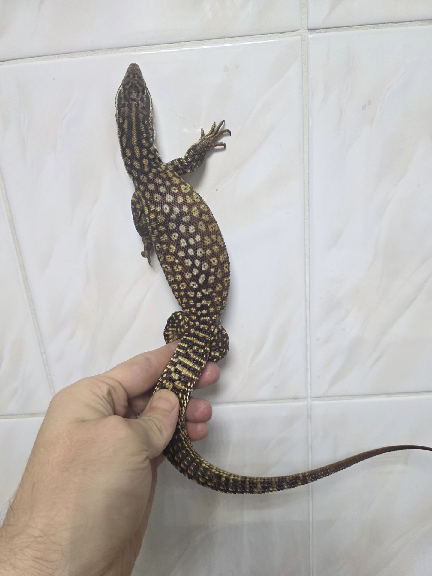 Кольцехвостый варан Varanus acanthurus