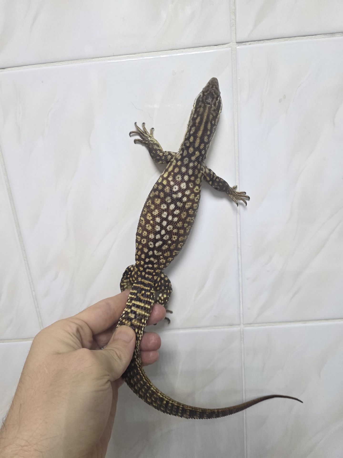 Кольцехвостый варан Varanus acanthurus