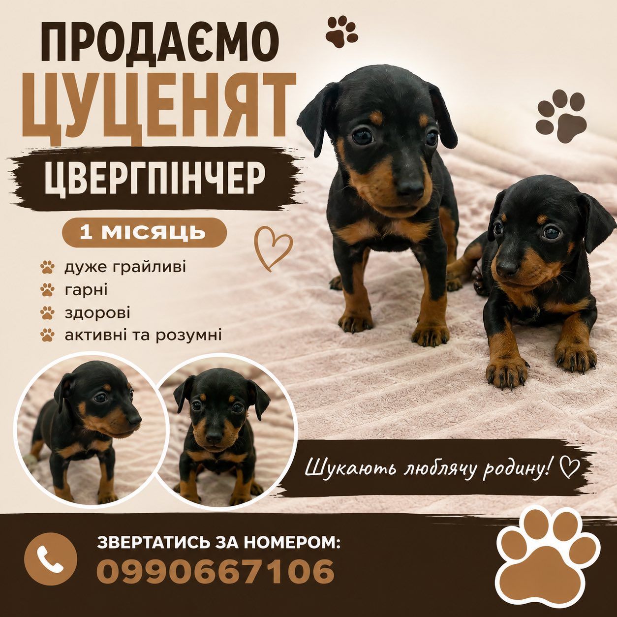 Цуценята цвергпінчера (карликовий доберман)