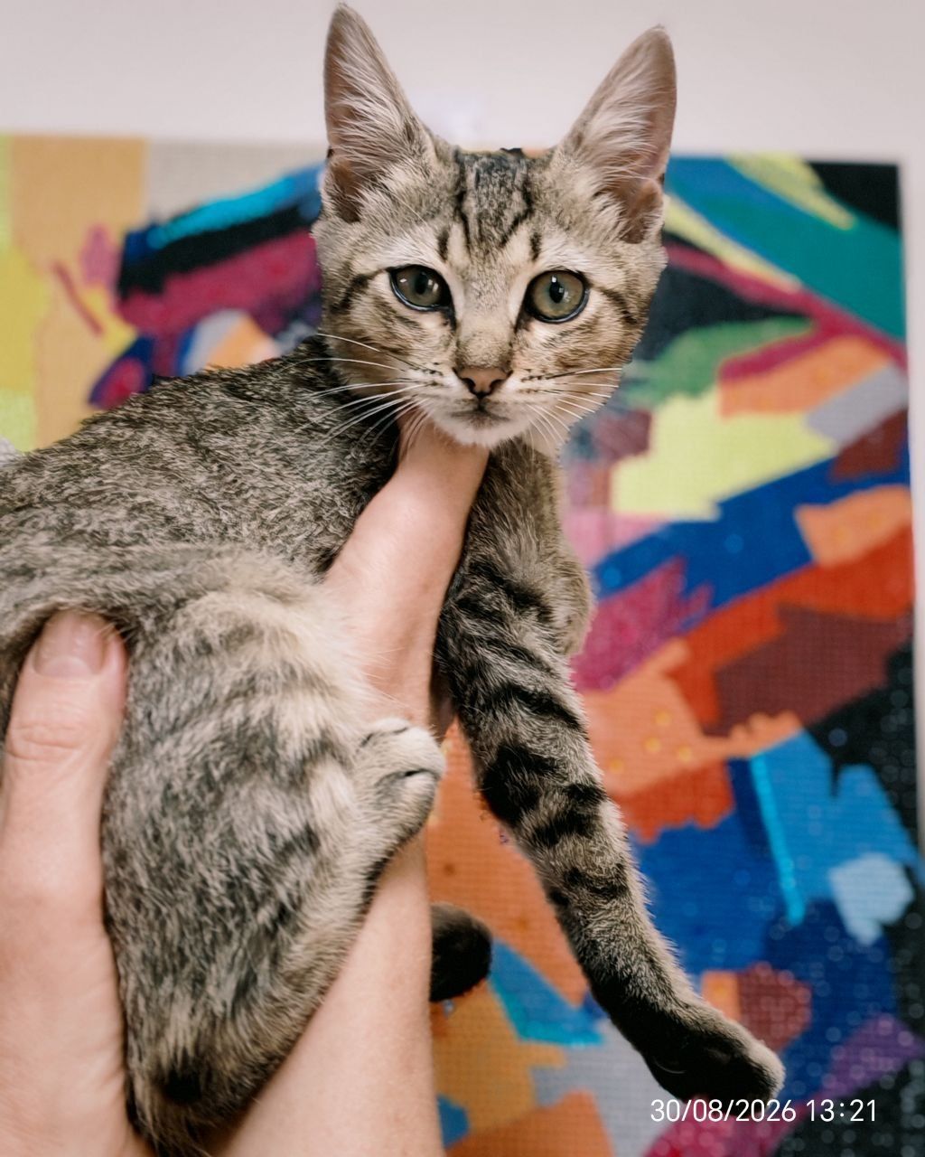 Кошенята 2 котика