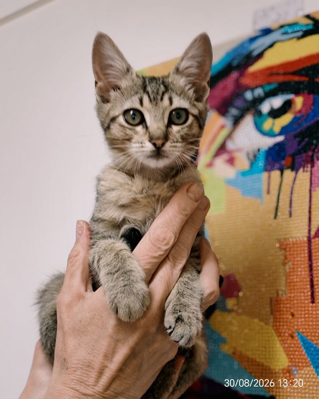 Кошенята 2 котика