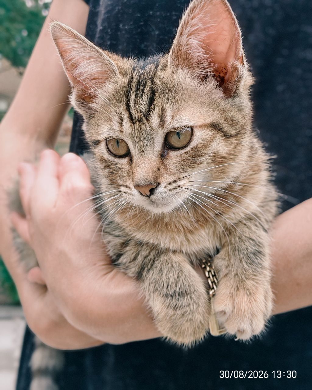 Кошенятко кицюня кішечка