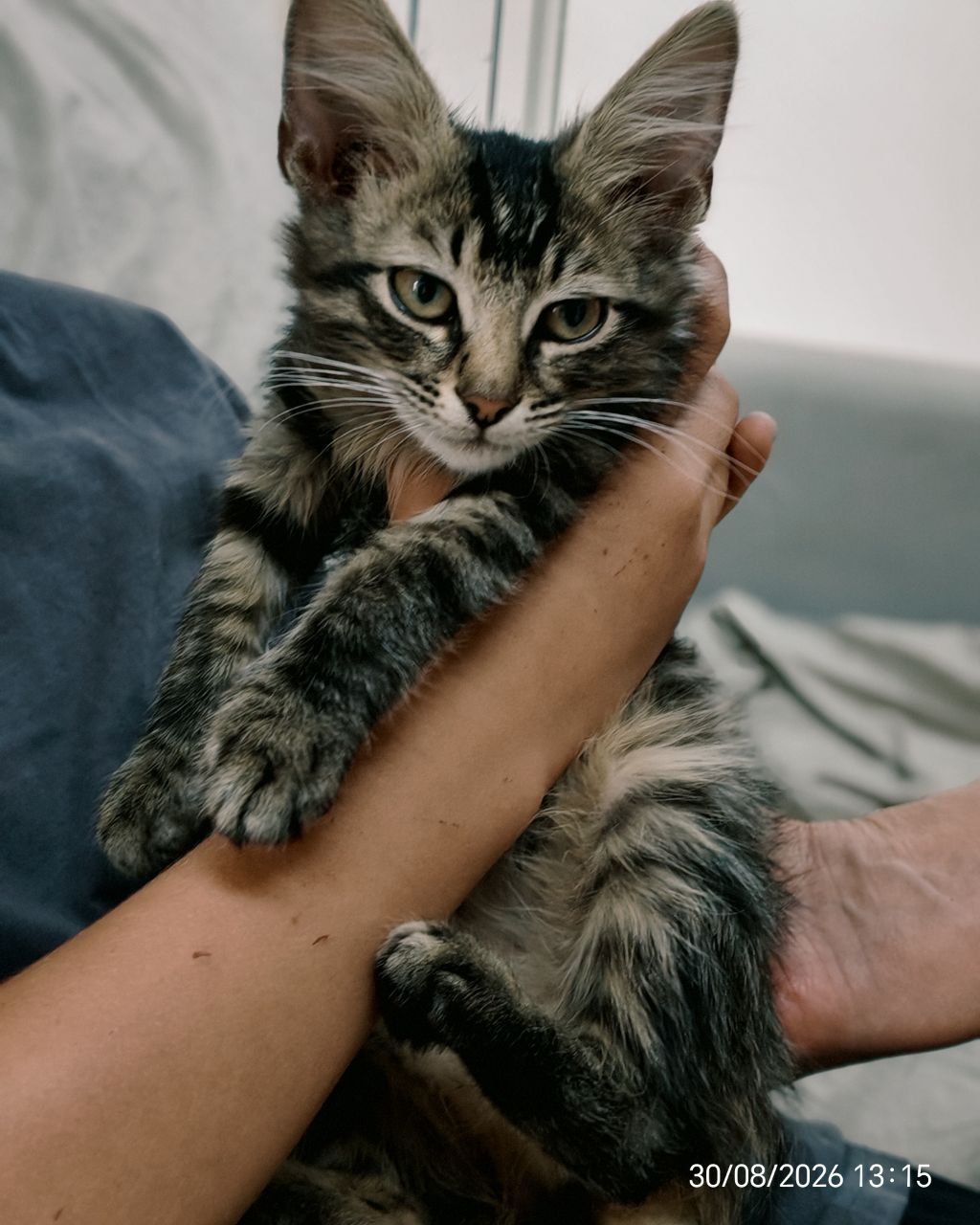 Кошенята 2 котика