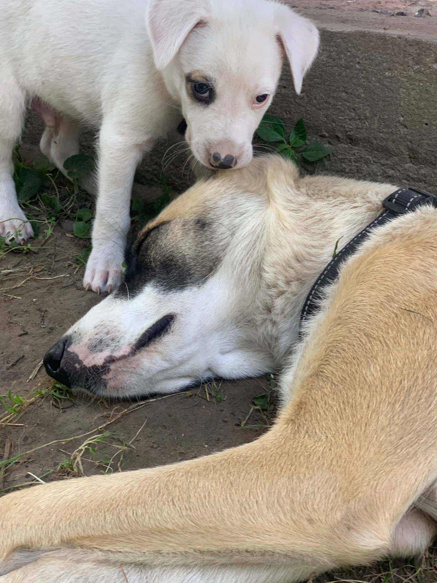 Він чекає саме на тебе… 🥹🐶