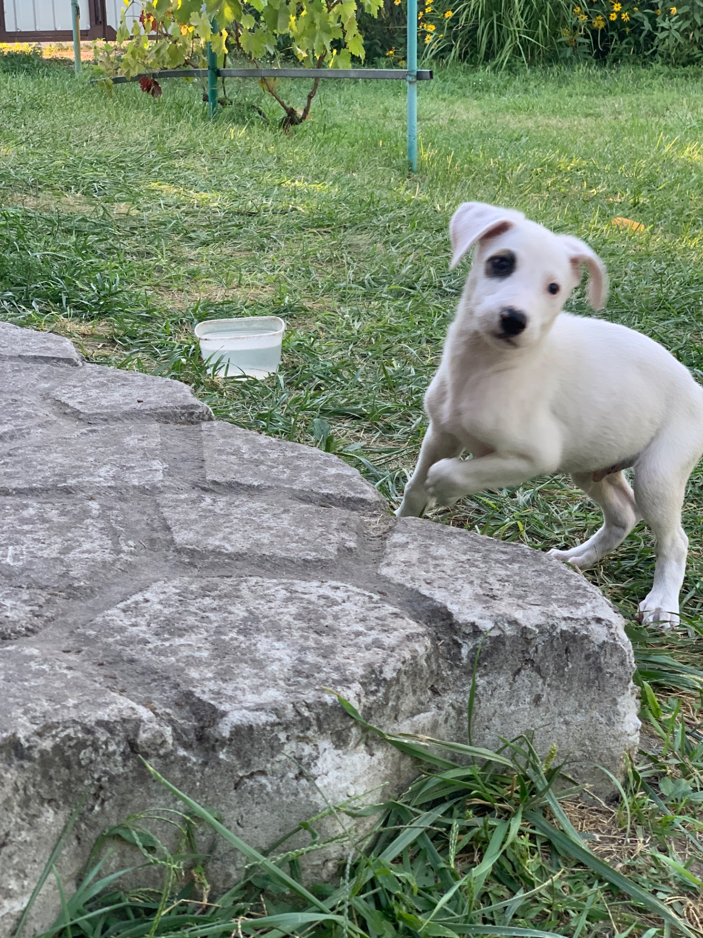 Він чекає саме на тебе… 🥹🐶