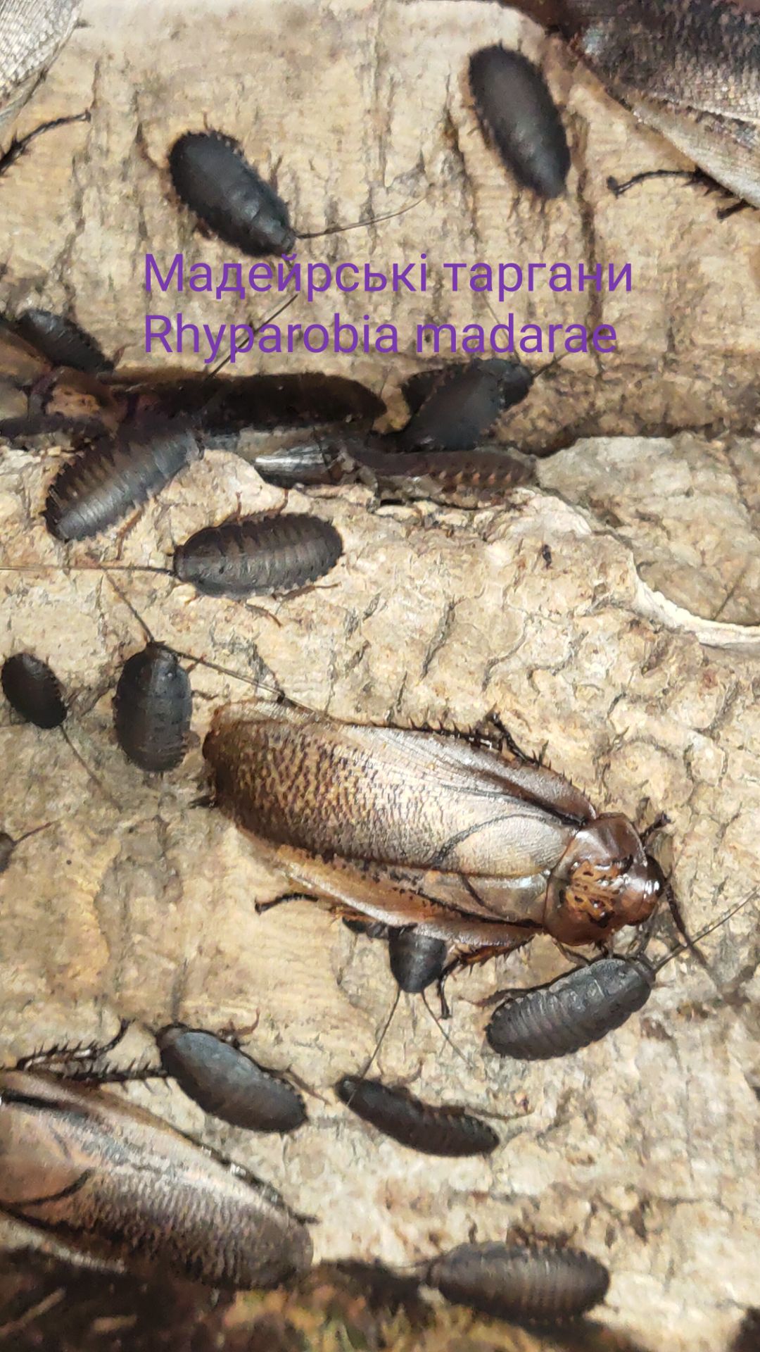 Таргани Порцелянові (хромові)Gyna caffrorum, Мадейрський Rhyparobia madarae