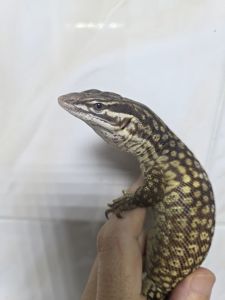 Кольцехвостый варан Varanus acanthurus