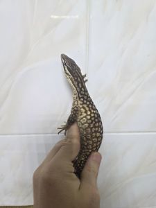 Кольцехвостый варан Varanus acanthurus