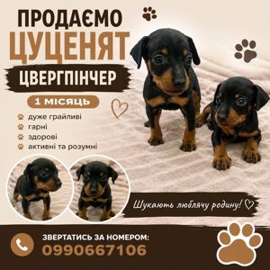 Цуценята цвергпінчера (карликовий доберман)
