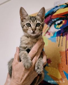 Кошенята 2 котика