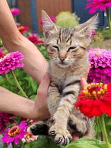 Кошенята 2 котика
