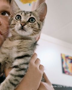 Кошенята 2 котика