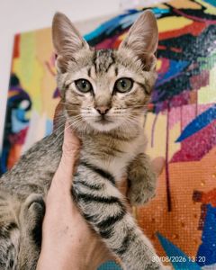 Кошенята 2 котика