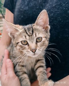 Кошенятко кицюня кішечка