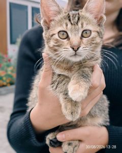 Кошенятко кицюня кішечка