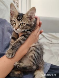 Кошенята 2 котика