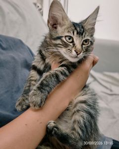 Кошенята 2 котика