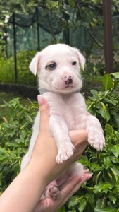 Він чекає саме на тебе… 🥹🐶