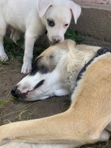 Він чекає саме на тебе… 🥹🐶