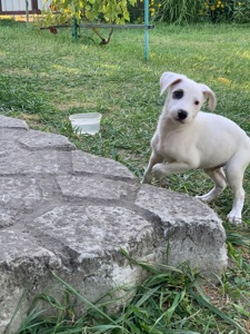 Він чекає саме на тебе… 🥹🐶