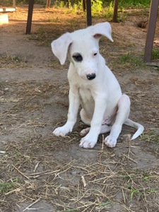 Він чекає саме на тебе… 🥹🐶