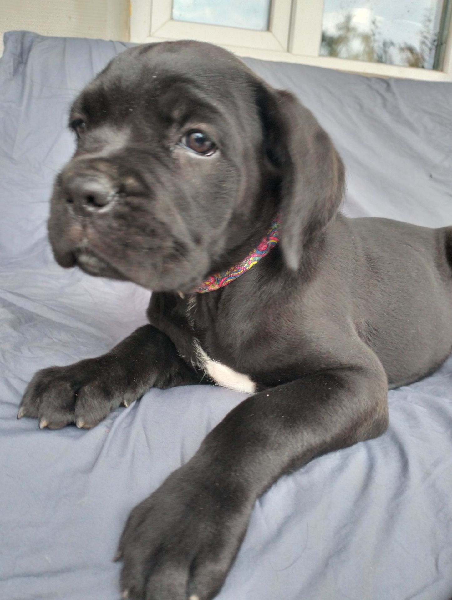 Цуценята Кане Корсо