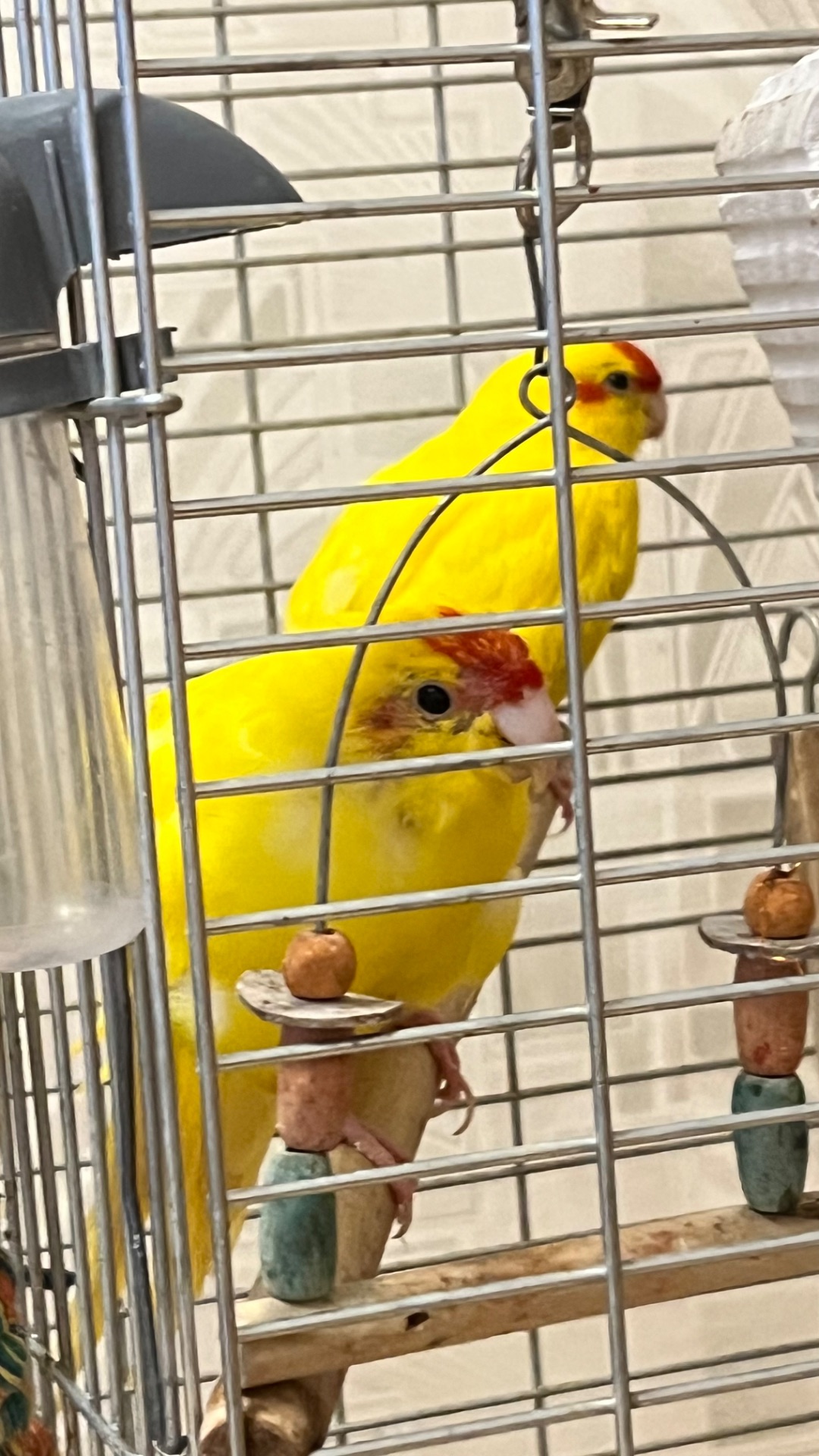 Продам солодку парочку
