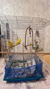 Продам солодку парочку