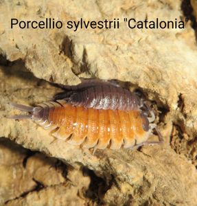 Мокриці Porcellio