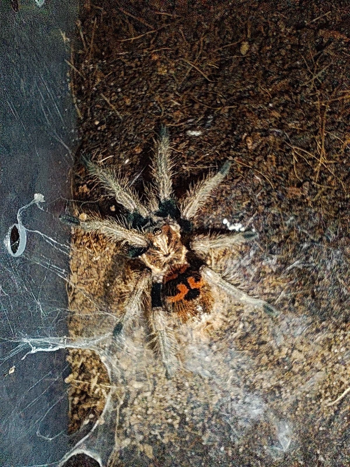 самка Павука птахоїда Chromatopelma cyaneopubescens Л6-7