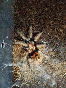 самка Павука птахоїда Chromatopelma cyaneopubescens Л6-7