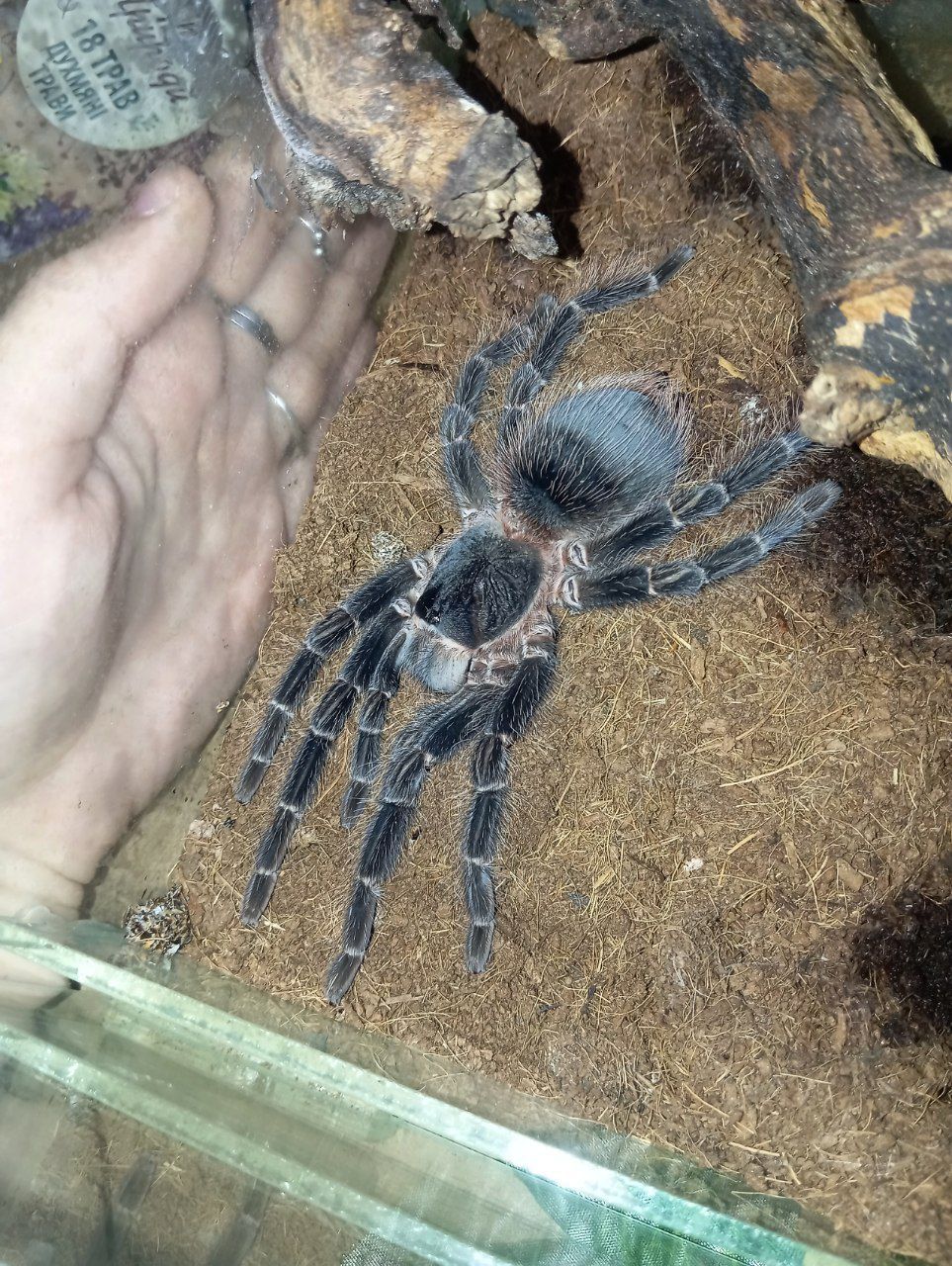 Lasiodora parahybana