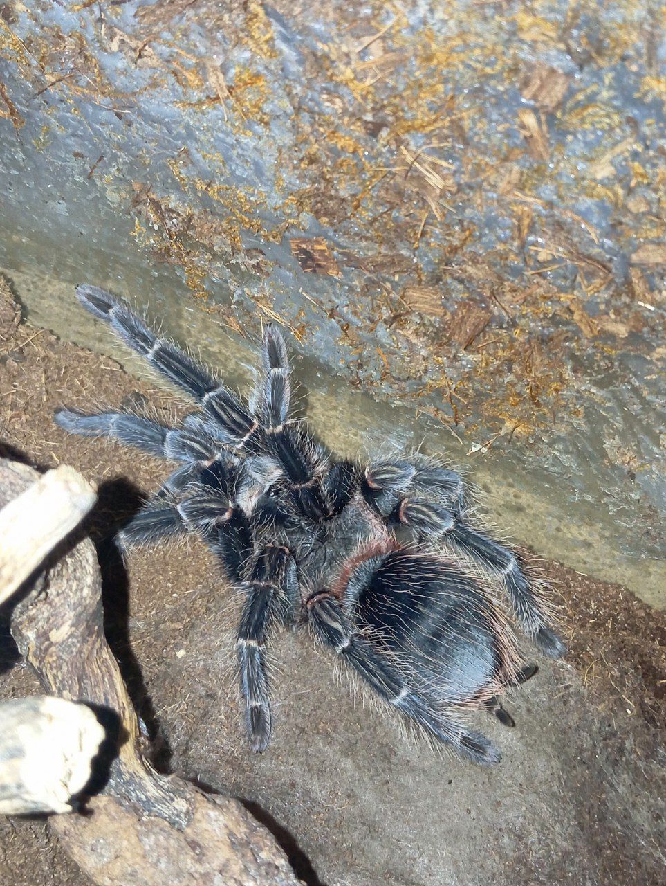 Lasiodora parahybana
