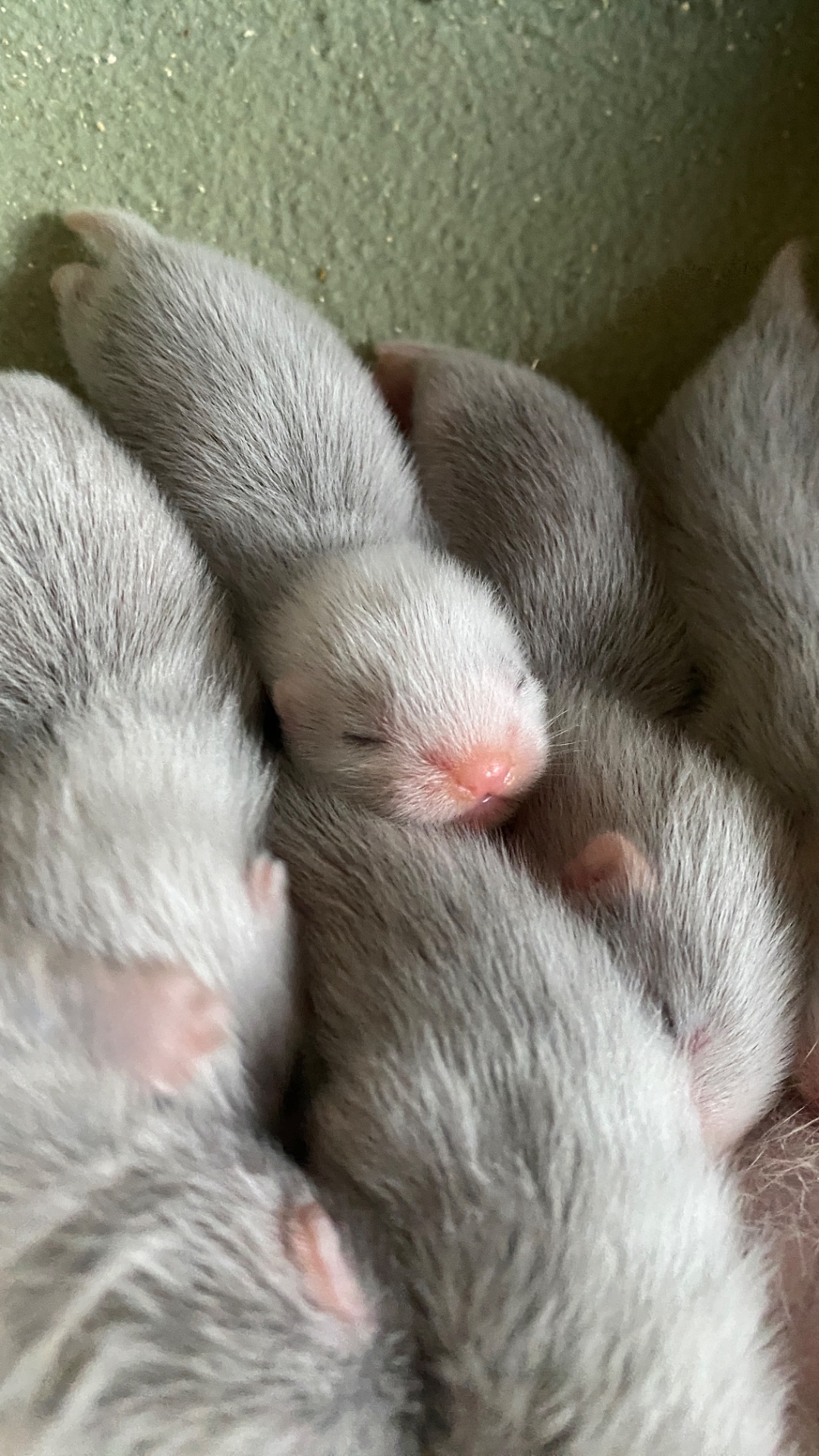 🐾Фретка, цуценята фретки, домашній тхір 🐾