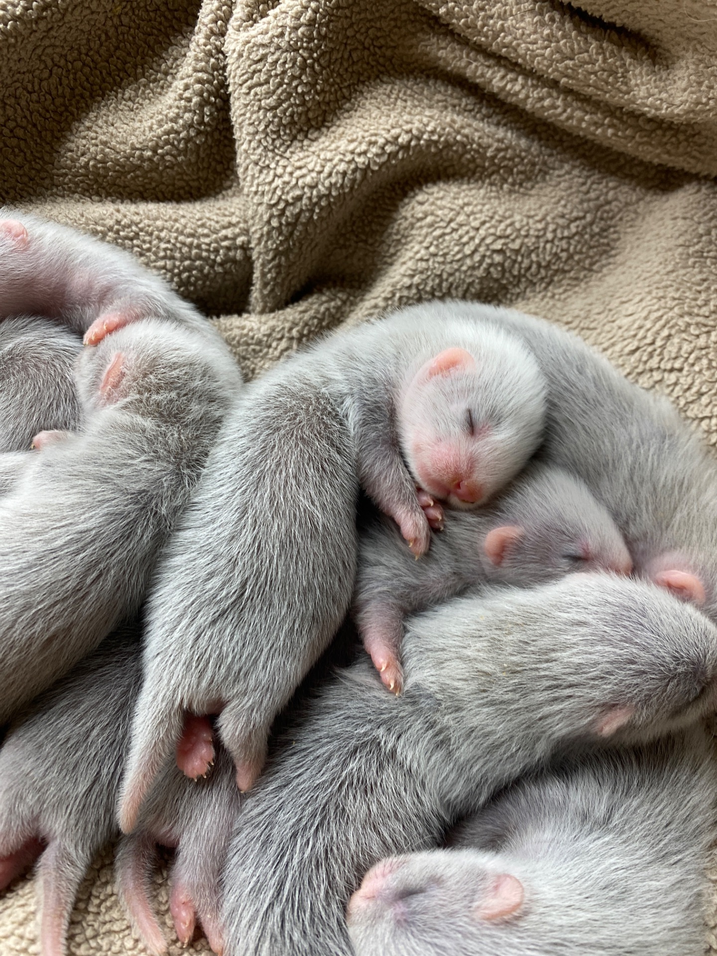 🐾Фретка, цуценята фретки, домашній тхір 🐾