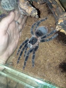 Lasiodora parahybana